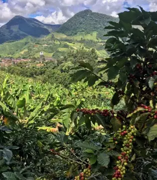 Jardín