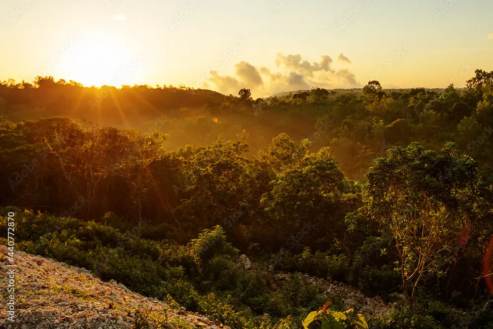 Green rainforest in Asia at dawn